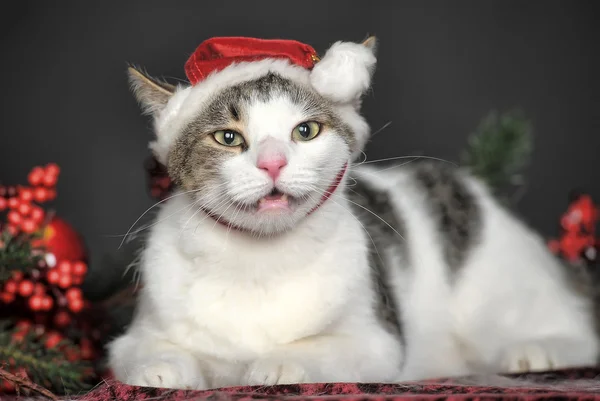 Gato em chapéu de Natal — Fotografia de Stock