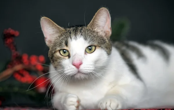 Tabby kitten — Stock Photo, Image