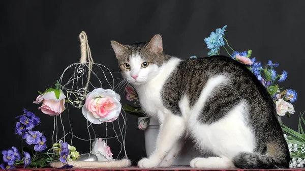 Tříbarevné kotě — Stock fotografie