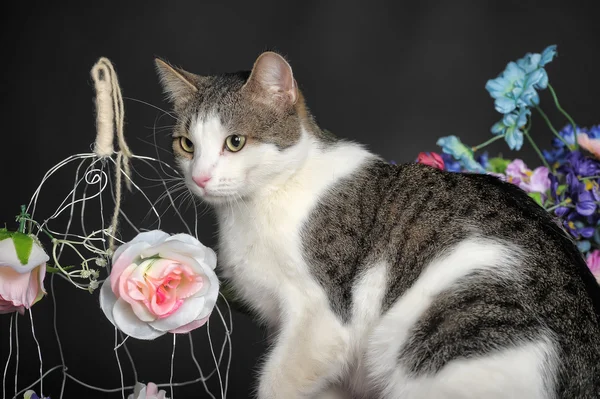 Tabby kattunge — Stockfoto