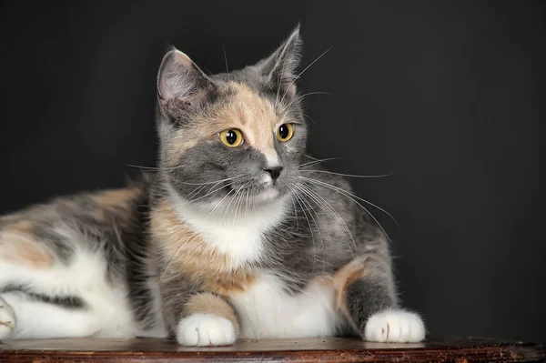 Zaprawa murarska kotek — Zdjęcie stockowe