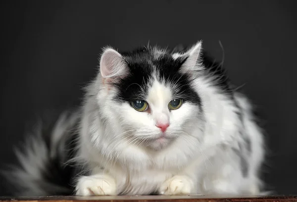 Котенок Табби — стоковое фото