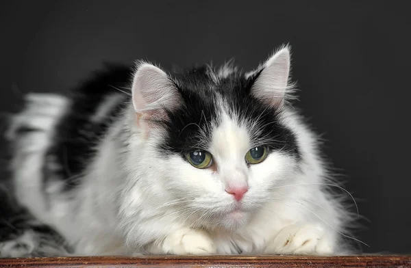 Tabby kitten — Stock Photo, Image