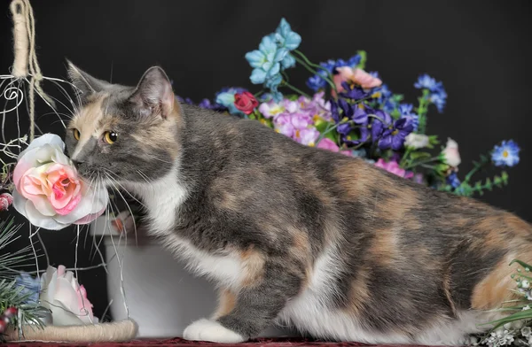 Gatinho de mesa — Fotografia de Stock