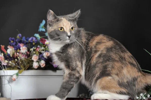 Gatinho de mesa — Fotografia de Stock