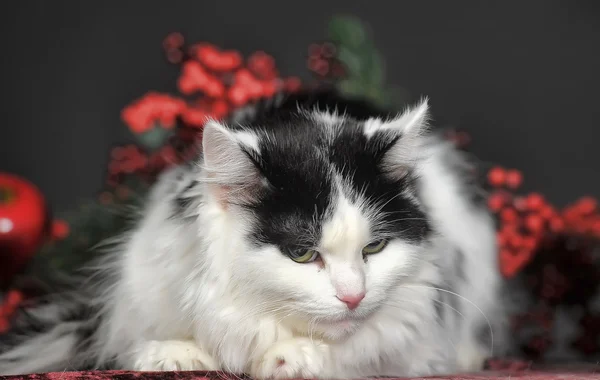 Gatinho de mesa — Fotografia de Stock