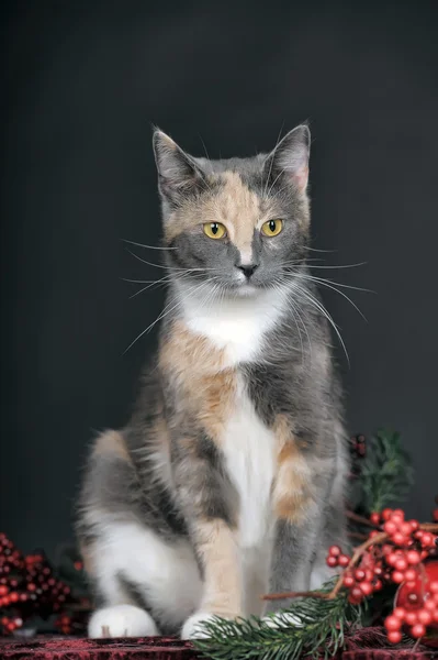 Gatinho de mesa — Fotografia de Stock