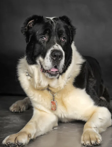 Black and white alabai dog — Stock Photo, Image