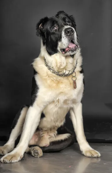Pies czarny i biały Owczarek środkowoazjatycki — Zdjęcie stockowe