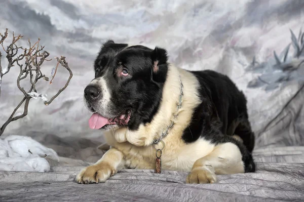 Siyah-beyaz alabai köpek — Stok fotoğraf