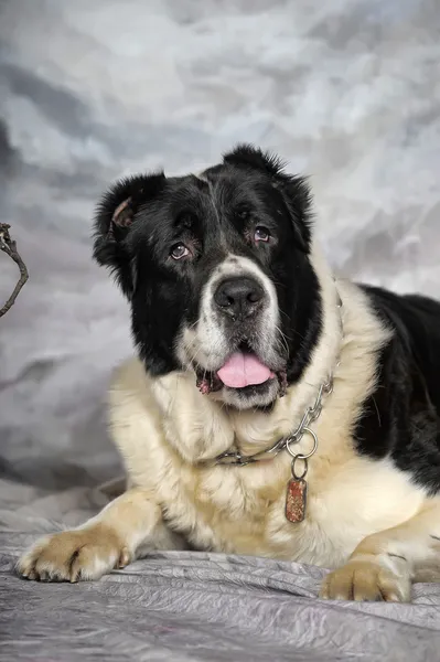 Svart och vit herdehund valpar hund — Stockfoto