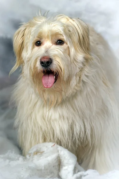 Mestizo terrier — Foto de Stock