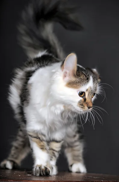 Pequeno gatinho. — Fotografia de Stock