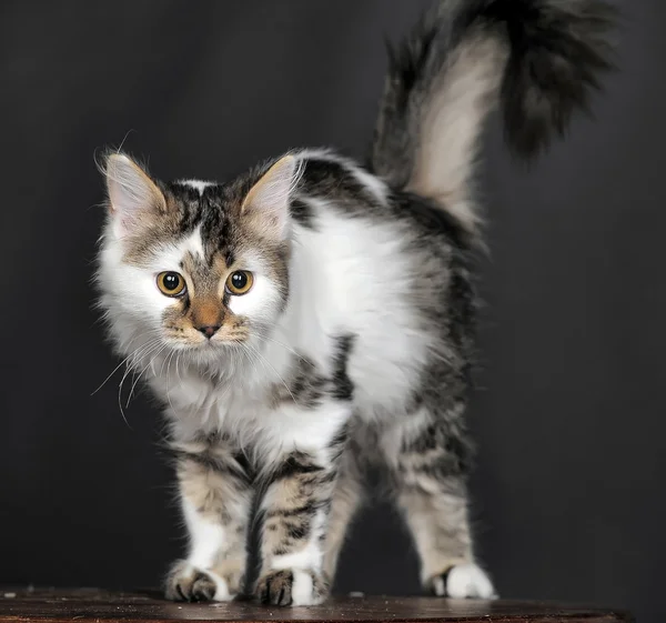 Lilla kattunge — Stockfoto