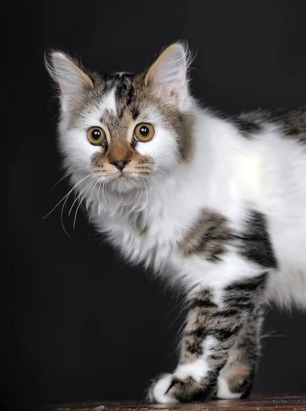 Pequeño gatito — Foto de Stock