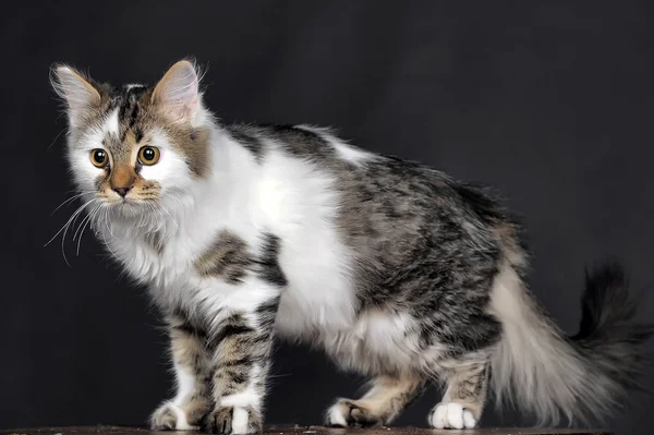 Gato preto e branco — Fotografia de Stock