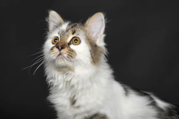 Schwarze und weiße Katze — Stockfoto