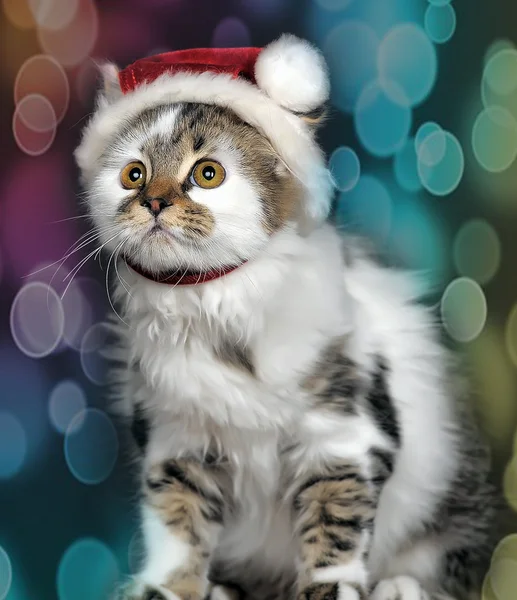 赤い帽子でクリスマスの猫. — ストック写真