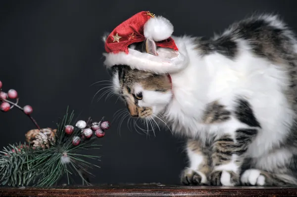 Χριστούγεννα γάτα στο κόκκινο καπάκι. — Φωτογραφία Αρχείου