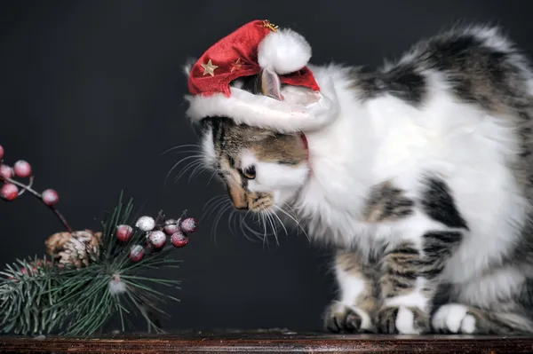 Chat de Noël en bonnet rouge . — Photo