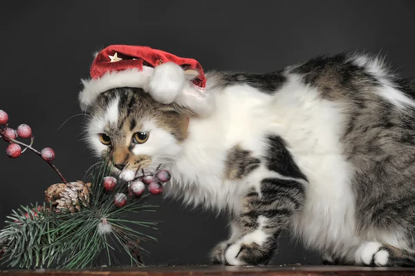 Christmas cat in red cap. — Stock Photo, Image