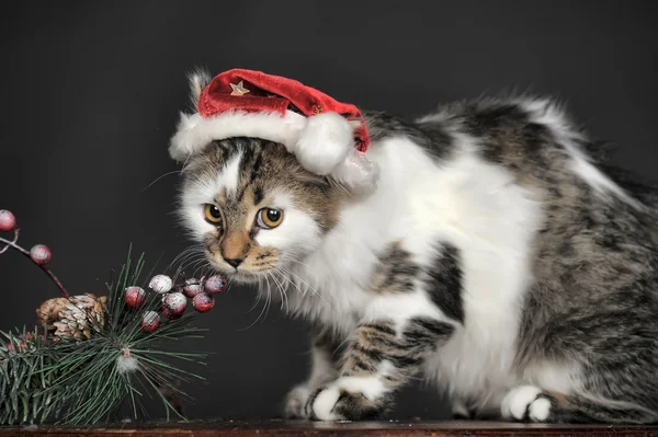 Karácsonyi macska a piros sapka. — Stock Fotó