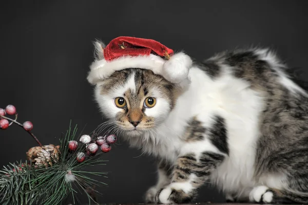 Gato de Natal em boné vermelho . — Fotografia de Stock