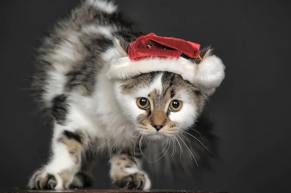 Vánoční kočka v červené čepici. — Stock fotografie