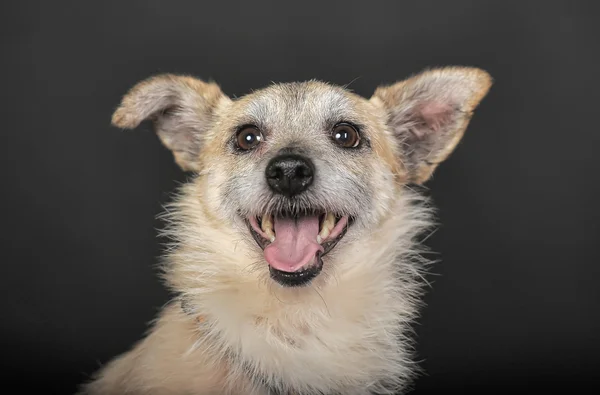 Bruine hond — Stockfoto