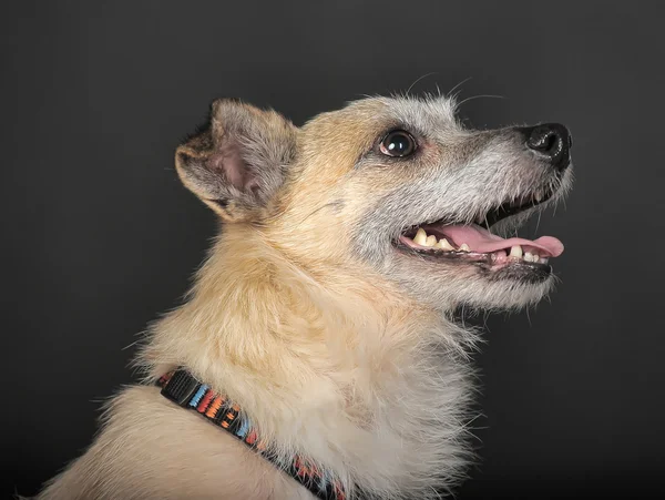 Cão castanho — Fotografia de Stock