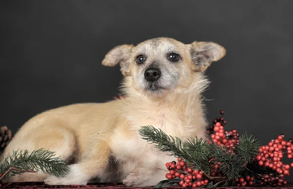 Kahverengi köpek — Stok fotoğraf