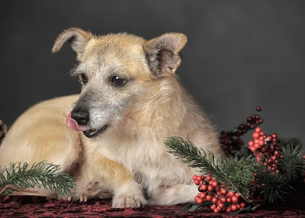 Cão castanho — Fotografia de Stock