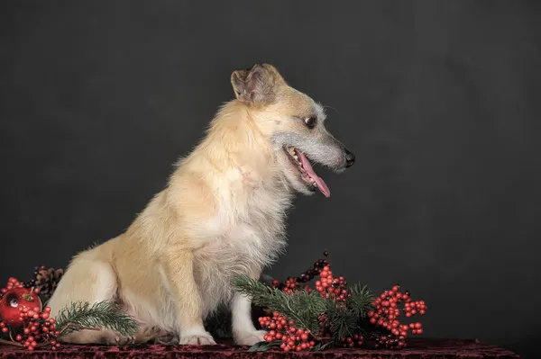 Brown dog — Stock Photo, Image