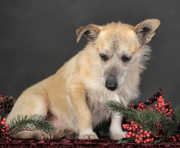 Cane marrone — Foto Stock