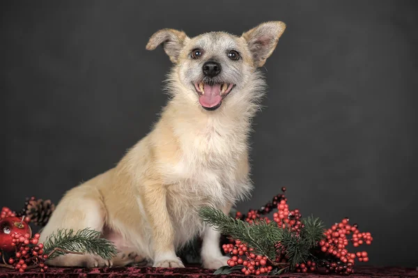 Kahverengi köpek — Stok fotoğraf