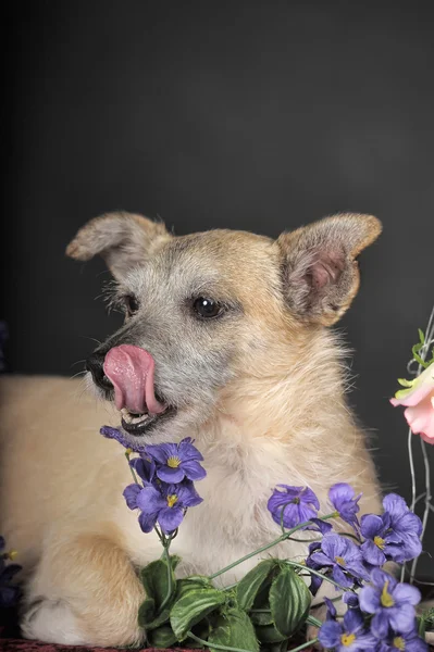 Cão castanho — Fotografia de Stock