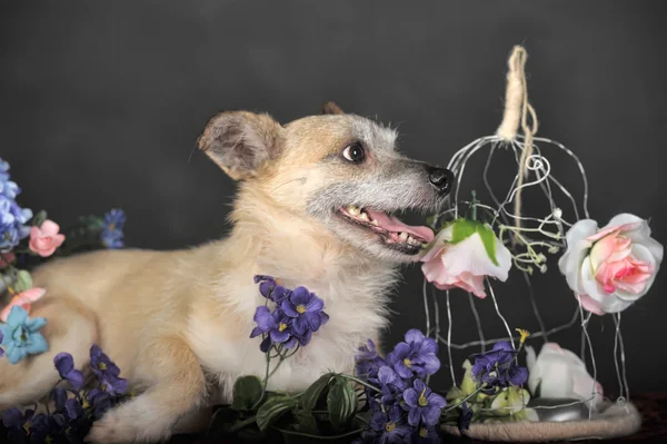 Cão castanho — Fotografia de Stock