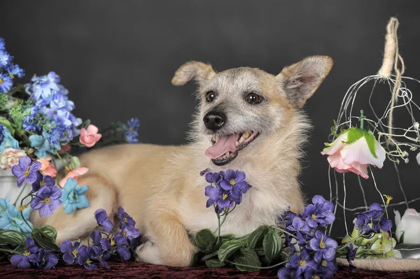 茶色の犬 — ストック写真