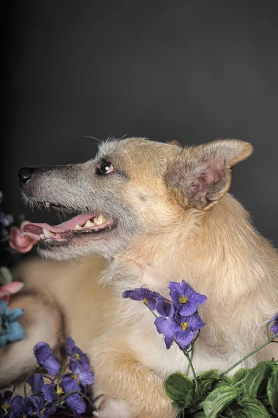 Brauner Hund — Stockfoto