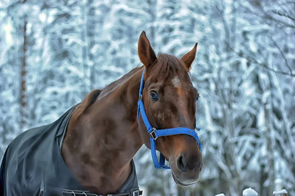 Cheval en hiver — Photo