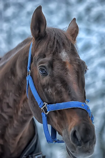 在冬天中的马 — 图库照片