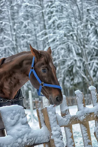 Pferd im Winter — Stockfoto