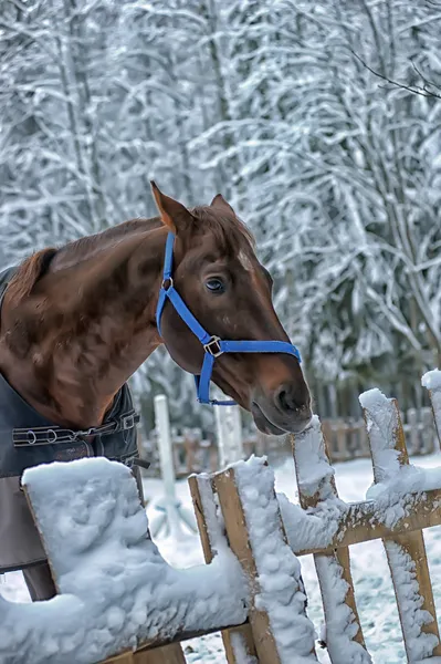 Pferd im Winter — Stockfoto