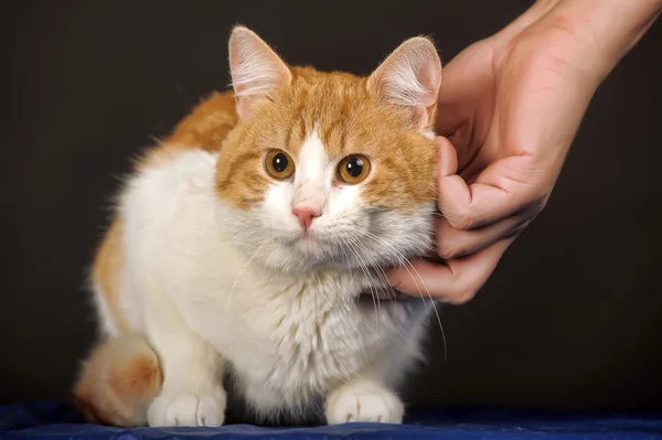 Hand streichelt gelbe Katze — Stockfoto
