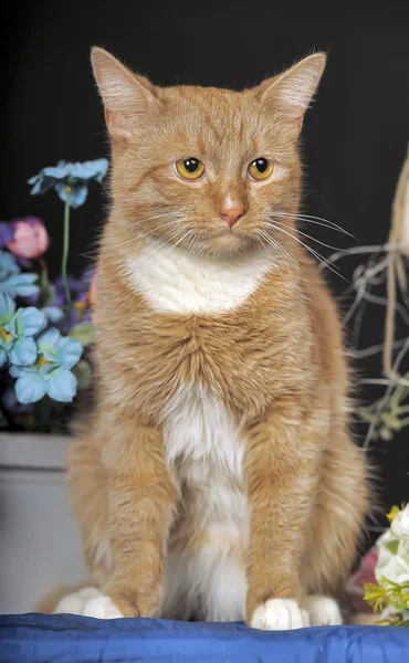 Žlutá kočka — Stock fotografie