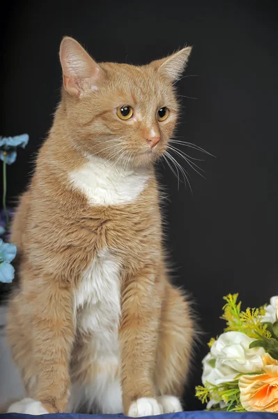 Żółty kot — Zdjęcie stockowe