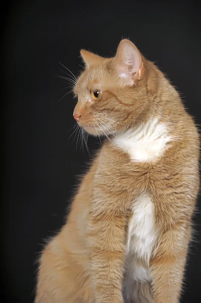 Gato rojo y blanco sobre fondo oscuro —  Fotos de Stock