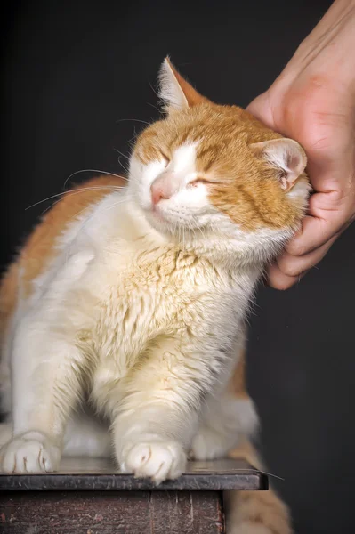Mano accarezzando gatto giallo — Foto Stock