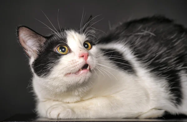 Gato preto e branco — Fotografia de Stock