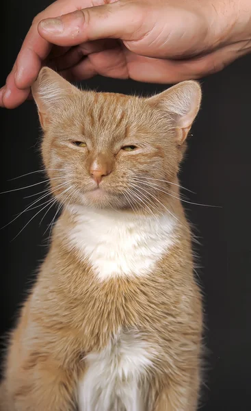 Mano accarezzando gatto giallo — Foto Stock